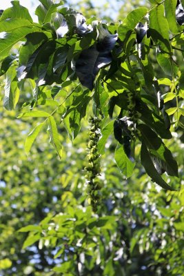 Pterocarya fraxinifolia - paořech jasanolistý - nažka